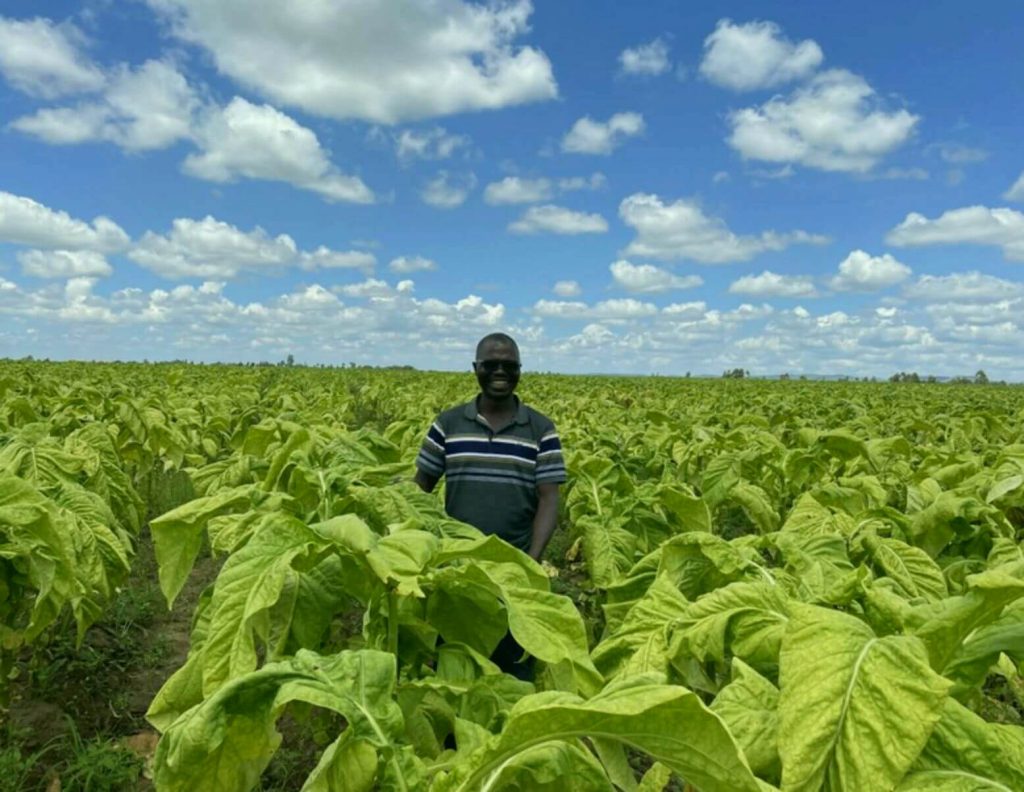 Farmers cultivating abundant tobacco fields in the heart of Tanzania